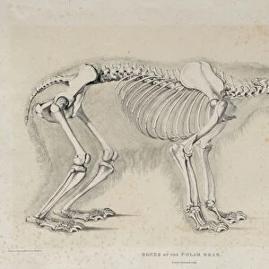 Bones of the Polar Bear, printed by S. Lingham, pub. by Darton and Clark, London (litho)