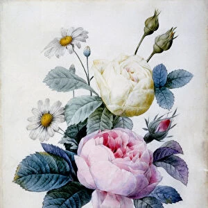 Bouquet of Roses with Daisies, published 1834 (stipple engraving hand coloured)