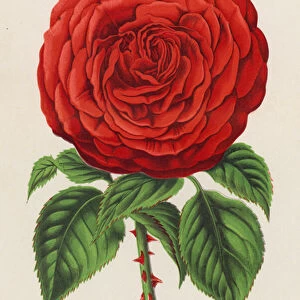 Bourbon Rose, Rev H Dombrain (colour litho)