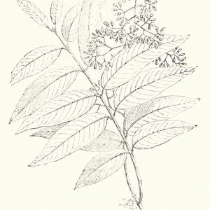 Branch and Flower of the Mahogany-Tree (engraving)
