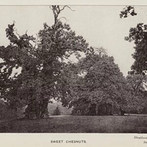 British Trees: Sweet Chesnuts, Shrubland, Suffolk (b / w photo)