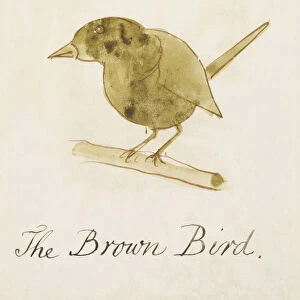 The Brown Bird, from Sixteen Drawings of Comic Birds (pen & ink w / c on paper)