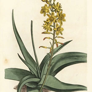 Bulbine variete - Bulbine alooides (Aloe-leaved anthericum, Anthericum alooides). Handcoloured copperplate engraving by F. Sansom Jr. after an illustration by Sydenham Edwards from William Curtis Botanical Magazine, T. Curtis, London, 1810