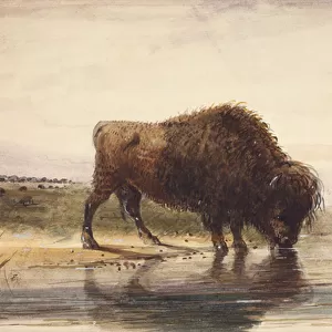 Bull Buffalo, c. 1837 (w / c on paper)