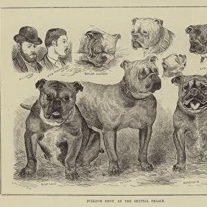 Bulldog Show at the Crystal Palace (engraving)