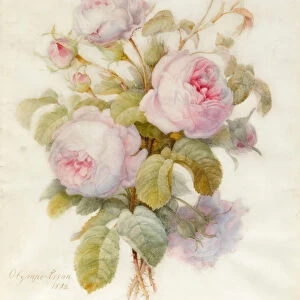 Bunch of Centifolio Roses, 1832 (w / c over graphite outline on vellum)