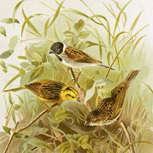 Buntings (Reed, Yellow, Common, Lapland Snow)