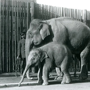 A Burmese Elephant and her calf being taken for a walk by their keeper