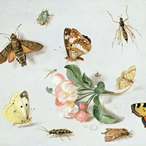 Butterflies, moths and other insects with a sprig of apple blossom (oil on copper)