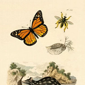 Butterfly, 1833-39 (coloured engraving)