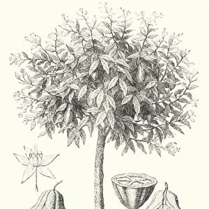 The Cacao-Tree and Fruit (engraving)