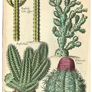 Cacti, 1641 (hand-coloured engraving)