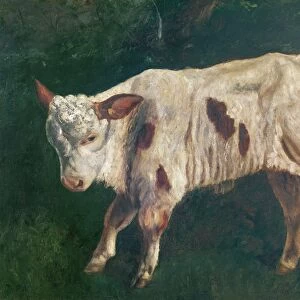 A Calf (oil on canvas)