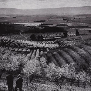California: Santa Clara Valley, orchards abloom in the springtime near San Jose (b / w photo)