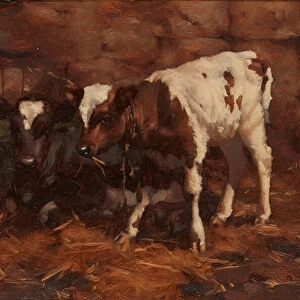 Two Calves By a Water Butt (oil on canvas)