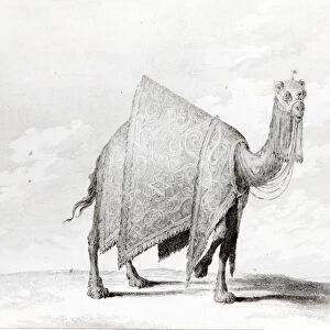 Camel (engraving)