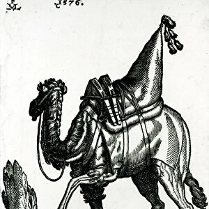 Camel (woodblock)