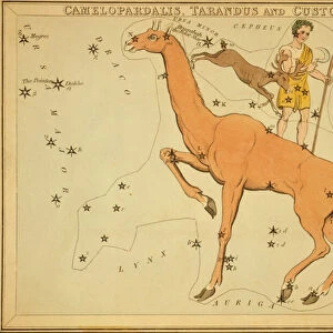 Camelopardalis, Tarandus and Custos Messium, Illustration from Urania