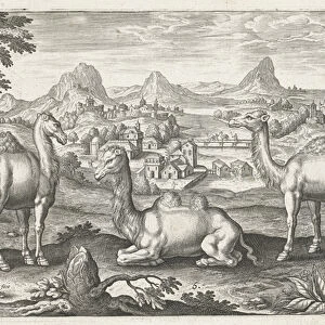 Three Camels, engraved by Adriaen Collaert (c. 1560 - 1618) (engraving)
