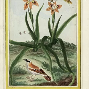 Cape Moree, Moree chinensis. Leopard lily, Iris domestica. Handcoloured etching from Pierre Joseph Buchoz Precious and illuminated collection of the most beautiful and curious flowers, grown both in the gardens of China and in those of Europe