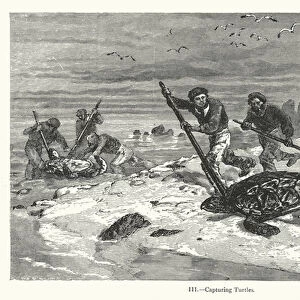 Capturing Turtles (engraving)