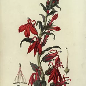 Cardinal flower, Lobelia cardinalis. Handcoloured botanical illustration drawn and engraved by William Clark from Richard Morris's "Flora Conspicua" London, Longman, Rees, 1826