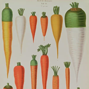 Carrots, Table IV from the Album Benary, engraved by G. Severeyns, 1876
