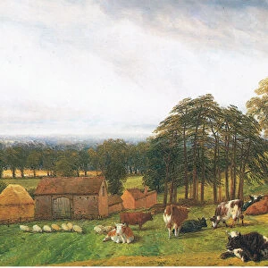 Cattle and sheep at the Old Park Farm (colour litho)