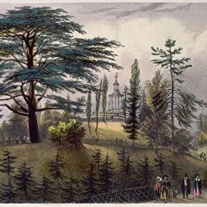 The Cedar of Lebanon and the Labyrinth at the Jardin des Plantes, Paris (colour litho)