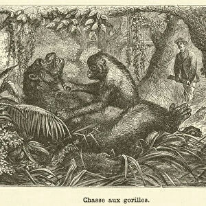 Chasse aux gorilles (engraving)