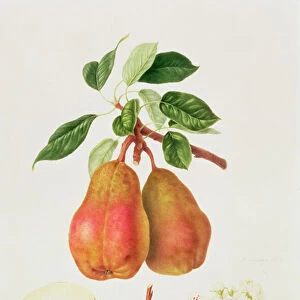 The Chaumontelle Pear, 1818 (w / c on paper)