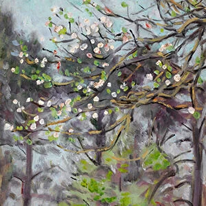 Cherry tree in blossom with pine trees in background (oil on panel)