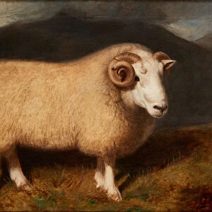 Cheviot Ram (oil on canvas)