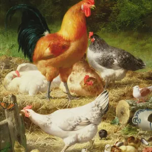Chickens