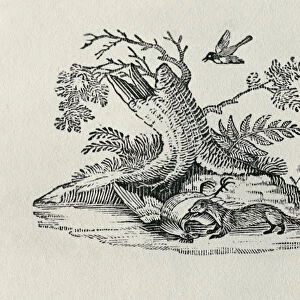 A Civet with a Cockerel from History of Quadrupeds, 1790 (engraving)