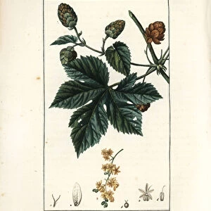 Climbing hops - Hops, Humulus lupulus. Handcoloured stipple copperplate engraving by Lambert Junior from a drawing by Pierre Jean-Francois Turpin from Chaumeton, Poiret and Chamberets "La Flore Medicale, "Paris