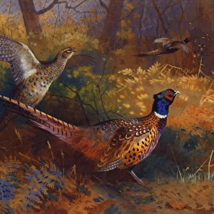 A Cock and Hen Pheasant at the Edge of a Wood, 1897 (pencil and watercolour)
