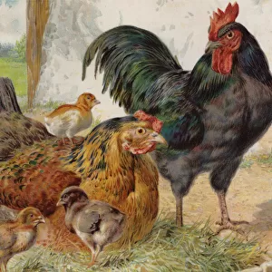 Cockerel, hen and chicks (colour litho)