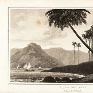 Coconut palm trees, Cocos nucifera, on a tropical coas. 1807 (aquatint)