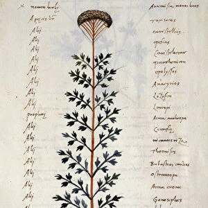 Cod. CCXXXVII Artemisia, medicinal plant from a Herbarium Apuleii Platonicii (w / c & ink on vellum)