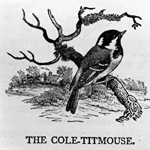 The Cole-Titmouse, illustration from The History of British Birds by Thomas Bewick