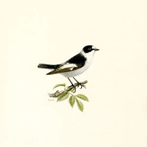 Collared Flycatcher (colour litho)