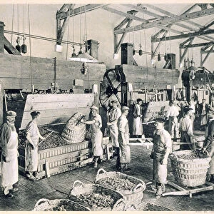 Collecting the grapes in baskets, from Le France Vinicole, pub. by Moet & Chandon, Epernay (photolitho)