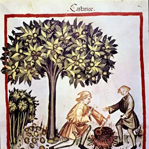 Collection and preparation of chestnuts in autumn. Illumination from the milking of
