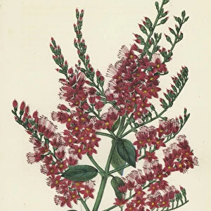 Combretum Purpureum (chromolitho)