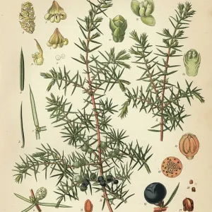 Fine Art Print: Common Juniper (Juniperus communis), 1887 Fine Art Print: Common Juniper (Juniperus communis), 1887