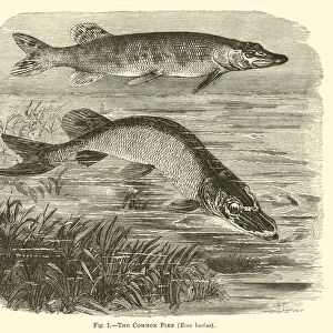 The Common Pike, Esox lucius (engraving)