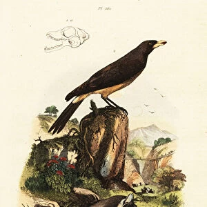 Common pipistrelle bat and yellow-billed oxpecker. 1824-1829 (engraving)
