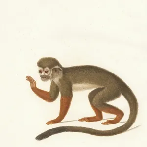 Common Squirrel Monkey (Simia sciurea), 1797 (hand-coloured copper engraving) Common Squirrel Monkey (Simia sciurea), 1797 (hand-coloured copper engraving)