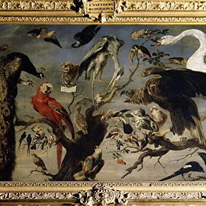 Concert d oiseaux (A birds concert). Peinture de Frans Snyders (1579-1657). Huile sur toile, 136, 5 x 240 cm, 1630-1640. art flamand, art baroque. Musee de l Ermitage, Saint Petersbourg